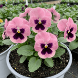 3 Hardy Pansy Plants Pink with Blotch, Garden Ready Spring & Autumn Flowering, 3Ltr Root Ball - Frankton's