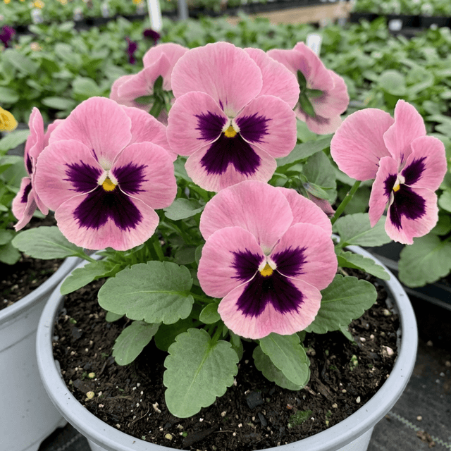 3 Hardy Pansy Plants Pink with Blotch, Garden Ready Spring & Autumn Flowering, 3Ltr Root Ball - Frankton's