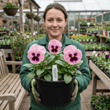 3 Hardy Pansy Plants Pink with Blotch, Garden Ready Spring & Autumn Flowering, 3Ltr Root Ball - Frankton's