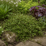 3 Muehlenbeckia Green Wire Vine Plants, 9cm Pots - Frankton's