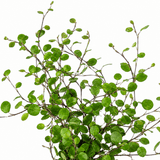 3 Muehlenbeckia Green Wire Vine Plants, 9cm Pots - Frankton's