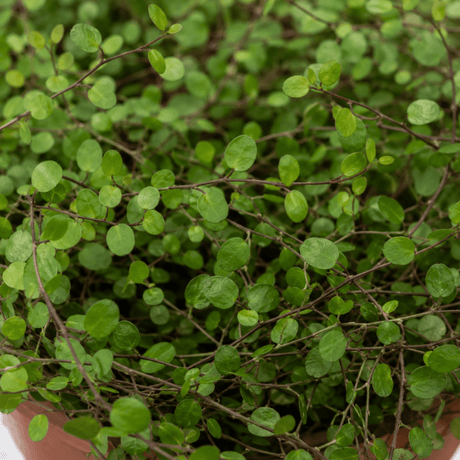 3 Muehlenbeckia Green Wire Vine Plants, 9cm Pots - Frankton's