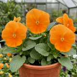 3 Pansy Delta Pro Clear Orange Flower Plants, Outdoor Garden Ready, Spring & Autumn, 3Ltr Root-Ball - Frankton's