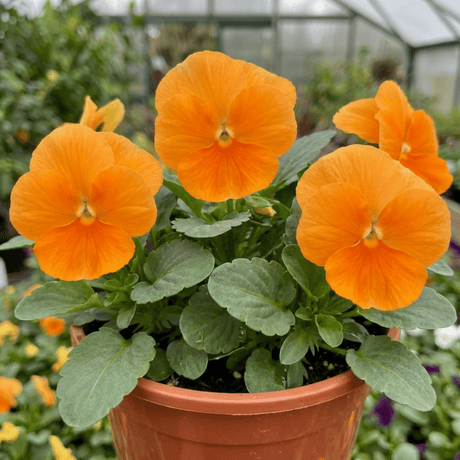 3 Pansy Delta Pro Clear Orange Flower Plants, Outdoor Garden Ready, Spring & Autumn, 3Ltr Root-Ball - Frankton's