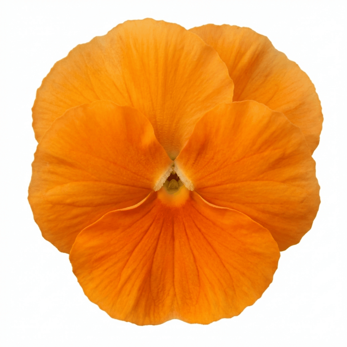 3 Pansy Delta Pro Clear Orange Flower Plants, Outdoor Garden Ready, Spring & Autumn, 3Ltr Root-Ball - Frankton's