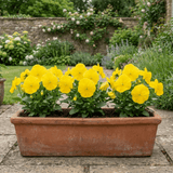 3 Pansy Delta Pro Clear Yellow Plants, Frost Hardy Winter & Spring Flowering, 3Ltr Root-Ball - Frankton's