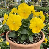 3 Pansy Delta Pro Clear Yellow Plants, Frost Hardy Winter & Spring Flowering, 3Ltr Root-Ball - Frankton's