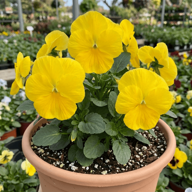 3 Pansy Delta Pro Clear Yellow Plants, Frost Hardy Winter & Spring Flowering, 3Ltr Root-Ball - Frankton's