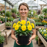 3 Pansy Delta Pro Clear Yellow Plants, Frost Hardy Winter & Spring Flowering, 3Ltr Root-Ball - Frankton's