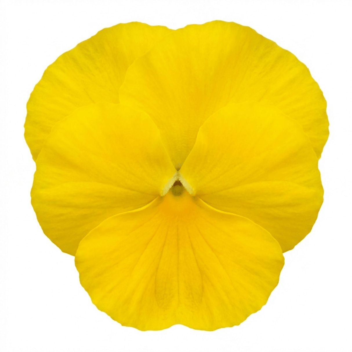 3 Pansy Delta Pro Clear Yellow Plants, Frost Hardy Winter & Spring Flowering, 3Ltr Root-Ball - Frankton's