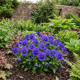 3 Pansy Delta Pro Marina Plants, Hardy Winter & Spring Flowering Pansies, 3 Litre Root Ball - Frankton's