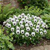 3 Pansy White with Blotch Plants, Hardy Spring & Autumn Flowering Bedding, 3 Litre Root Ball - Frankton's