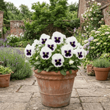 3 Pansy White with Blotch Plants, Hardy Spring & Autumn Flowering Bedding, 3 Litre Root Ball - Frankton's