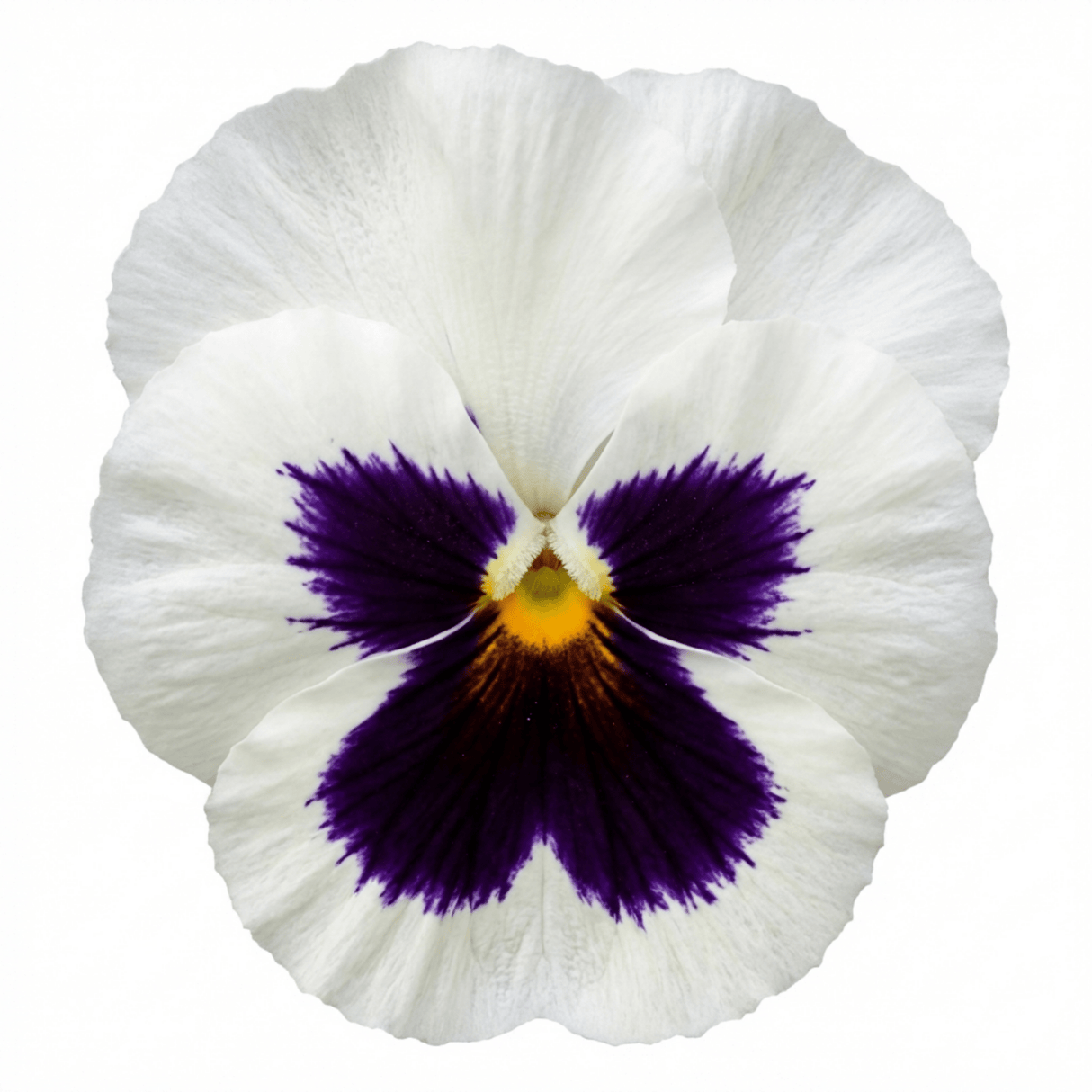 3 Pansy White with Blotch Plants, Hardy Spring & Autumn Flowering Bedding, 3 Litre Root Ball - Frankton's