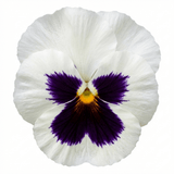 3 Pansy White with Blotch Plants, Hardy Spring & Autumn Flowering Bedding, 3 Litre Root Ball - Frankton's