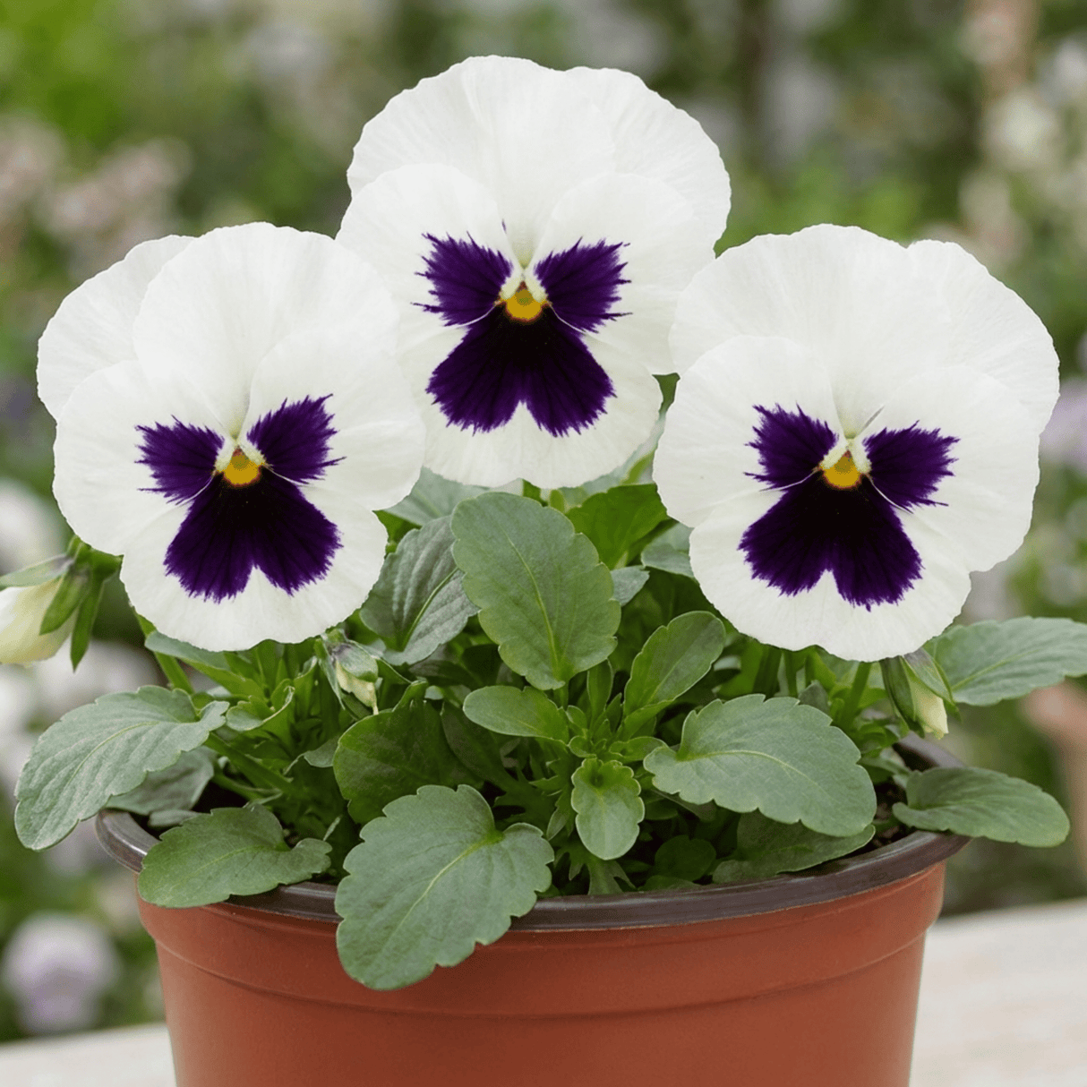 3 Pansy White with Blotch Plants, Hardy Spring & Autumn Flowering Bedding, 3 Litre Root Ball - Frankton's