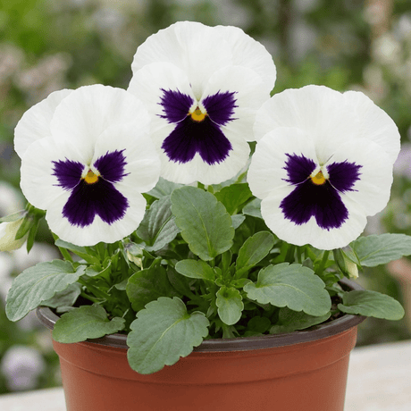 3 Pansy White with Blotch Plants, Hardy Spring & Autumn Flowering Bedding, 3 Litre Root Ball - Frankton's