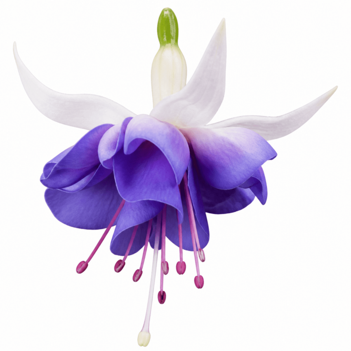 3 Trailing Fuchsia Blue Angel Plants, Blue & White Flowers, Summer Bedding, 10.5cm Pots - Frankton's