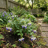 3 Trailing Fuchsia Blue Angel Plants, Blue & White Flowers, Summer Bedding, 10.5cm Pots - Frankton's