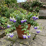 3 Trailing Fuchsia Blue Angel Plants, Blue & White Flowers, Summer Bedding, 10.5cm Pots - Frankton's