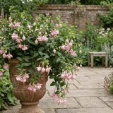 3 Trailing Fuchsia Claudia Pink Plants, Summer Bedding, 10.5cm Pots, Hanging Baskets - Frankton's