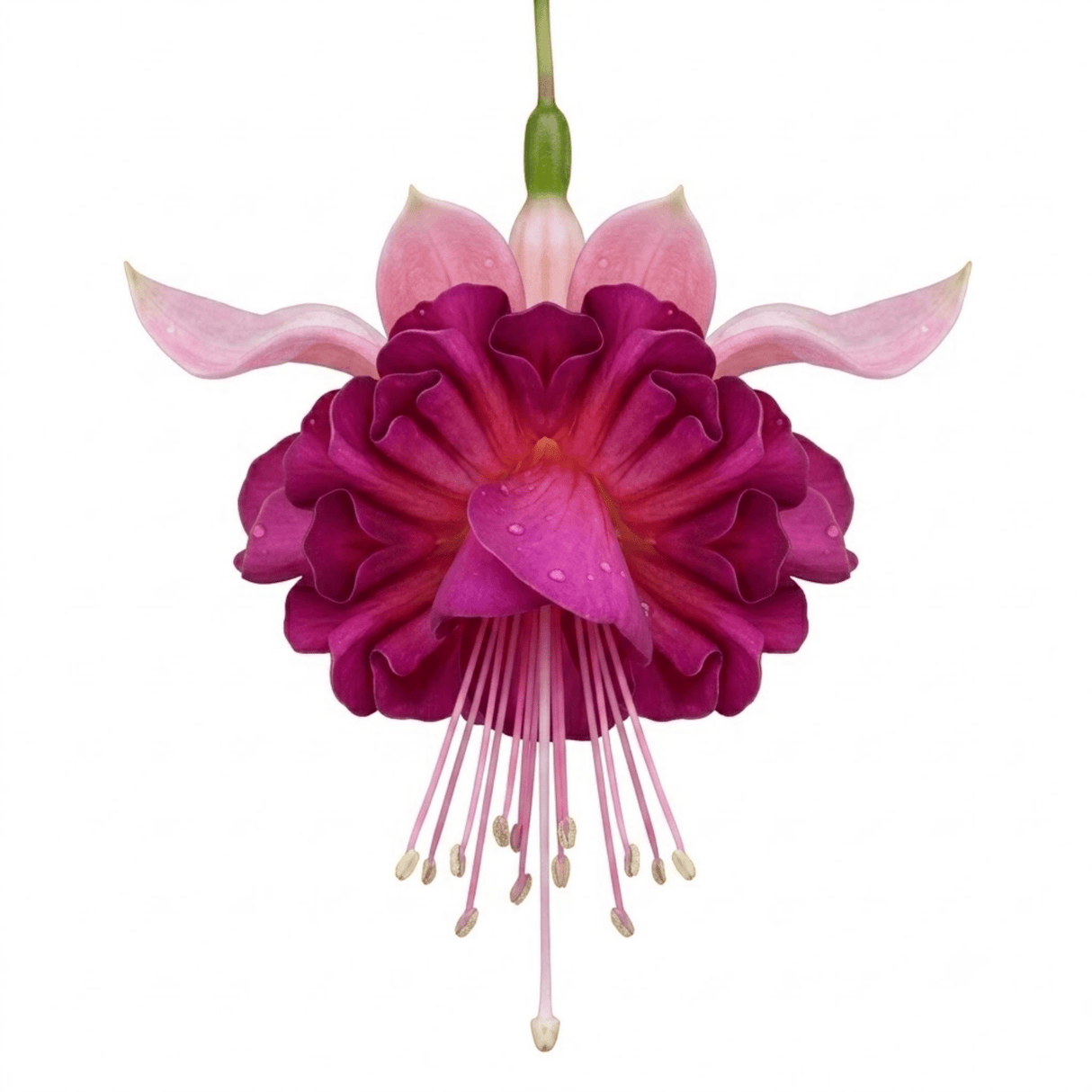 3 Trailing Fuchsia Claudia Pink Plants, Summer Bedding, 10.5cm Pots, Hanging Baskets - Frankton's