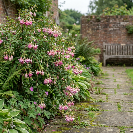 3 Trailing Fuchsia Claudia Pink Plants, Summer Bedding, 10.5cm Pots, Hanging Baskets - Frankton's