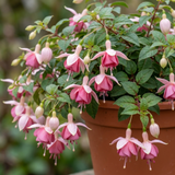 3 Trailing Fuchsia Claudia Pink Plants, Summer Bedding, 10.5cm Pots, Hanging Baskets - Frankton's