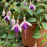 3 Trailing Fuchsia Hanging Basket Plants, Purple and Pink, Summer Bedding, 10.5cm Pots - Frankton's