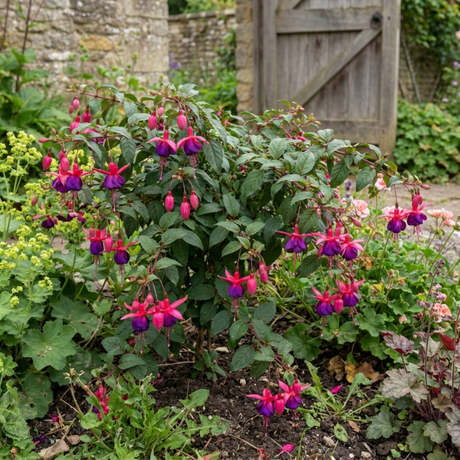 3 Trailing Fuchsia Hanging Basket Plants, Purple and Pink, Summer Bedding, 10.5cm Pots - Frankton's