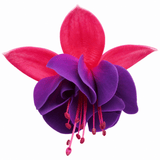 3 Trailing Fuchsia Hanging Basket Plants, Purple and Pink, Summer Bedding, 10.5cm Pots - Frankton's