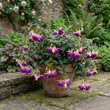 3 Trailing Fuchsia Hanging Basket Plants, Purple and Pink, Summer Bedding, 10.5cm Pots - Frankton's
