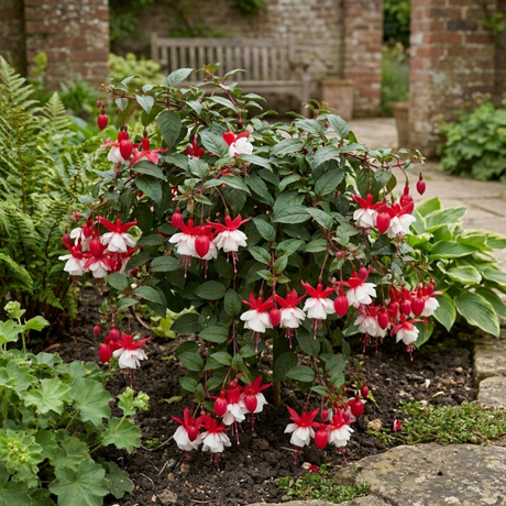 3 Trailing Fuchsia Sir Matt Busby Plants, Red & White, 10.5cm Pots, Summer Bedding - Frankton's