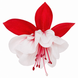 3 Trailing Fuchsia Sir Matt Busby Plants, Red & White, 10.5cm Pots, Summer Bedding - Frankton's