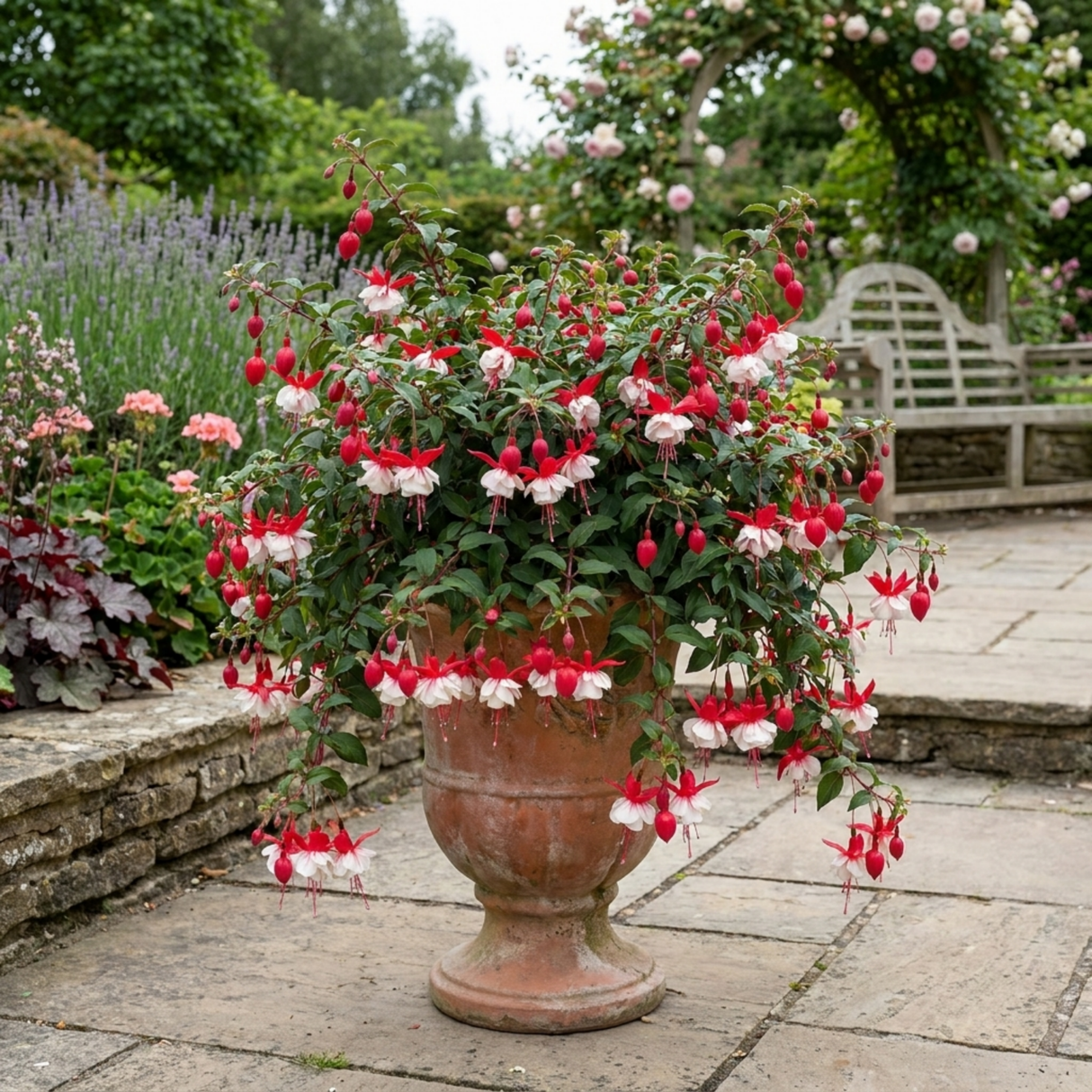 3 Trailing Fuchsia Sir Matt Busby Plants, Red & White, 10.5cm Pots, Summer Bedding - Frankton's