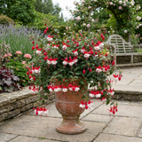 3 Trailing Fuchsia Sir Matt Busby Plants, Red & White, 10.5cm Pots, Summer Bedding - Frankton's