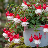 3 Trailing Fuchsia Sir Matt Busby Plants, Red & White, 10.5cm Pots, Summer Bedding - Frankton's