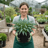 3Ltr Hosta Silly Strings, Outdoor Garden Ready, Pots - Frankton's