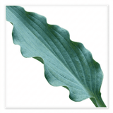 3Ltr Hosta Silly Strings, Outdoor Garden Ready, Pots - Frankton's