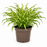 3Ltr Hosta Silly Strings, Outdoor Garden Ready, Pots - Frankton's