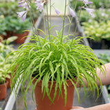 3Ltr Hosta Silly Strings, Outdoor Garden Ready, Pots - Frankton's