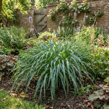 3Ltr Hosta Silly Strings, Outdoor Garden Ready, Pots - Frankton's