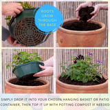 7 Colour Coordinated Plants - Berry Swirl Theme Speedplanter, Garden Ready - Frankton's