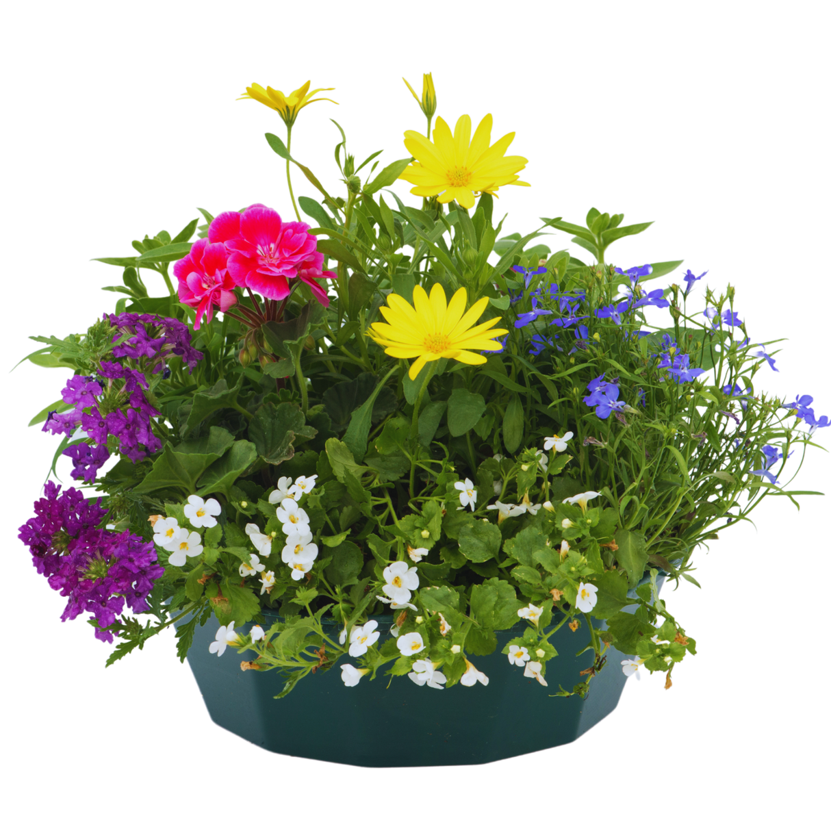 7 Colour Coordinated Plants - Berry Swirl Theme Speedplanter, Garden Ready - Frankton's