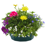 7 Colour Coordinated Plants - Berry Swirl Theme Speedplanter, Garden Ready - Frankton's