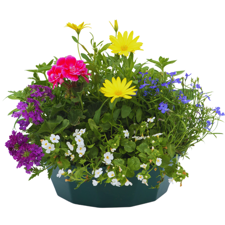 7 Colour Coordinated Plants - Berry Swirl Theme Speedplanter, Garden Ready - Frankton's