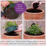 7 Colour Coordinated Plants - Berry Swirl Theme Speedplanter, Garden Ready - Frankton's