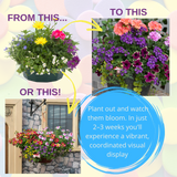 7 Colour Coordinated Plants - Berry Swirl Theme Speedplanter, Garden Ready - Frankton's