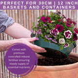 7 Colour Coordinated Plants - Berry Swirl Theme Speedplanter, Garden Ready - Frankton's