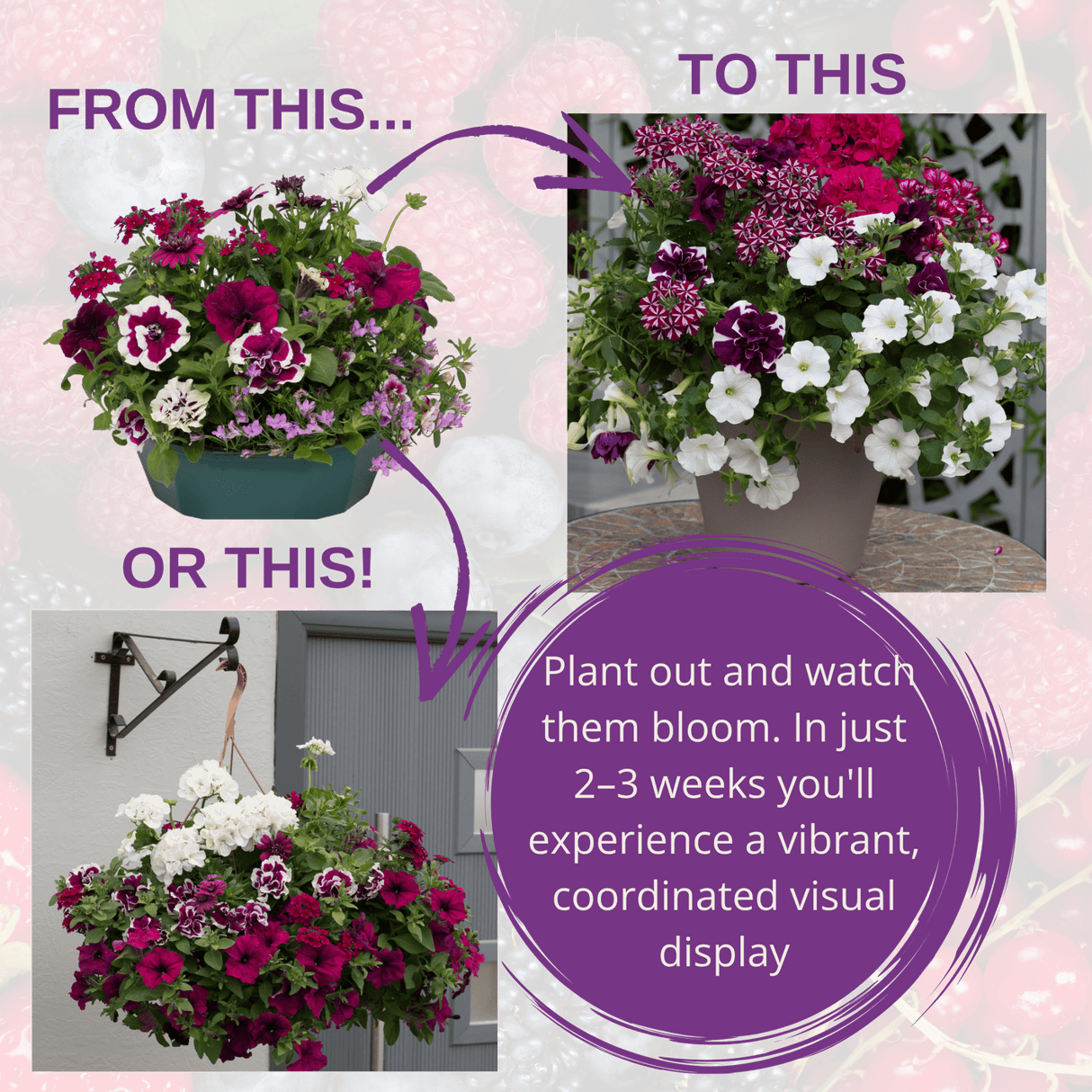 7 Colour Coordinated Plants - Berry Swirl Theme Speedplanter, Garden Ready - Frankton's